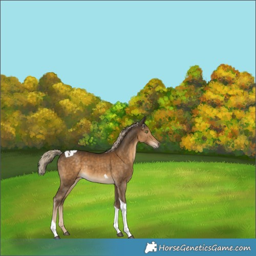 Horse Color:Chocolate Palomino Tobiano 