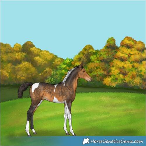 Horse Color:Buckskin Tobiano 