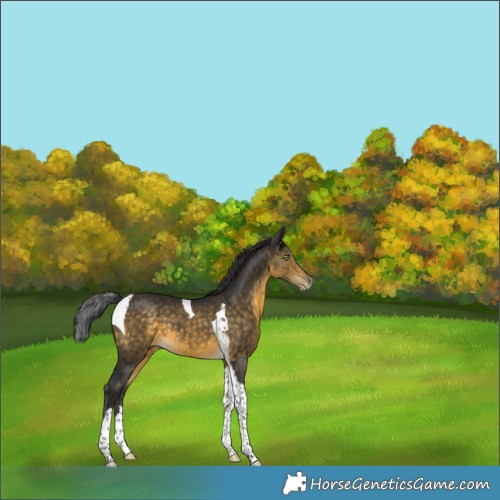 Horse Color:Buckskin Tobiano Varnish