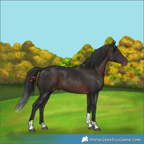 Horse Color:Brown Tobiano Varnish 