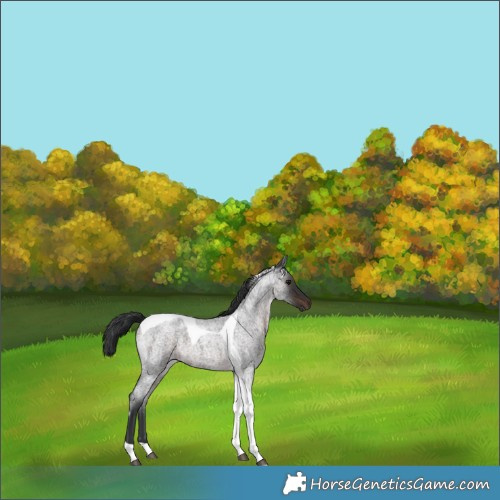 Horse Color:Brown Roan Tobiano 