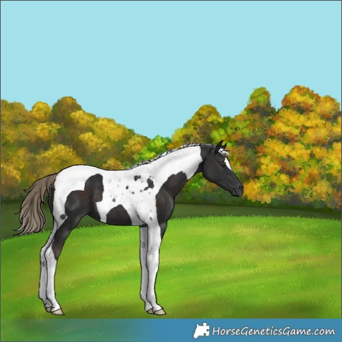 Horse Color:Liver Chestnut Tobiano