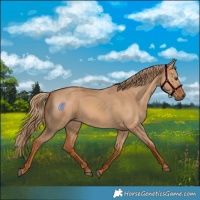 Horse Color:Red Dun