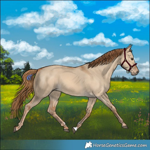 Horse Color:Red Dun 