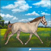 Horse Color:Red Dun 