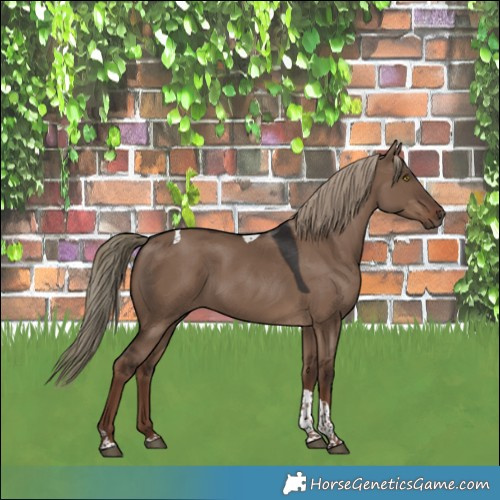 Horse Color:White Spotted Liver Red Dun Tobiano