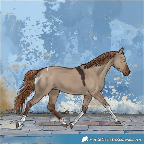 Horse Color:Liver Red Dun Tobiano