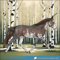 Horse Color:White Spotted Liver Chestnut Sabino Rabicano 