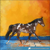 Horse Color:White Spotted Liver Chestnut