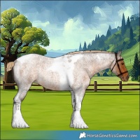 Horse Color:Chocolate Palomino Roan Tobiano Rabicano