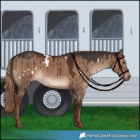 Horse Color:White Spotted Liver Red Dun Rabicano Brindle