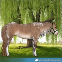 Horse Color:Liver Red Dun Tobiano Brindle 