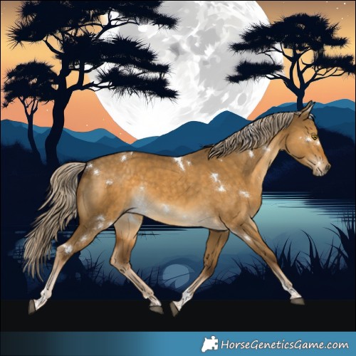 Horse Color:White Spotted Chocolate Palomino Dun Tobiano 