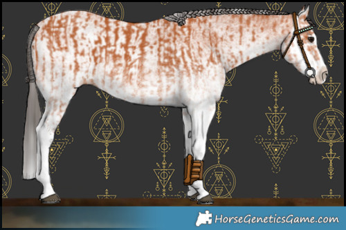 Horse Color:White Spotted Bay Splash  and White Spotted Bay Splash 