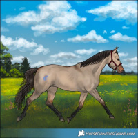 Horse Color:Bay Dun 