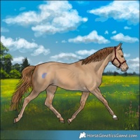 Horse Color:Red Dun 