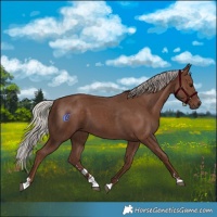 Horse Color:Silver Black