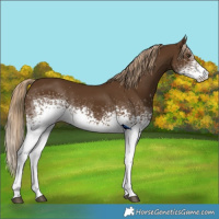 Horse Color:White Spotted Chocolate Palomino 