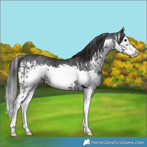 Horse Color:Black Sabino Splash Frame and Black Splash
