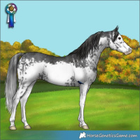 Horse Color:Black Sabino Splash Frame  and Black Splash 