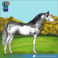 Horse Color:Black Sabino Splash Frame and Black Splash