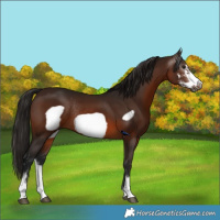 Horse Color:Gray Bay Sabino Frame Rabicano 