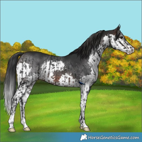 Horse Color:Brown and Brown Splash
