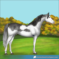 Horse Color:Black Splash 