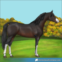 Horse Color:White Spotted Brown