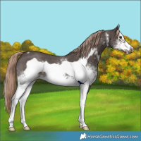 Horse Color:White Spotted Liver Chestnut Sabino Frame