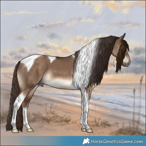 Horse Color:Liver Red Dun Tobiano 