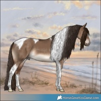 Horse Color:Liver Red Dun Tobiano 
