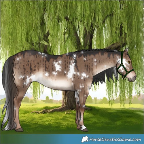 Horse Color:White Spotted Liver Red Dun Brindle 