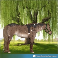 Horse Color:White Spotted Liver Red Dun Rabicano Brindle