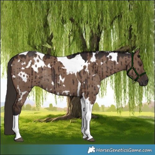 Horse Color:White Spotted Liver Red Dun Tobiano Rabicano Brindle