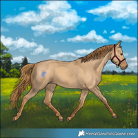 Horse Color:Red Dun 