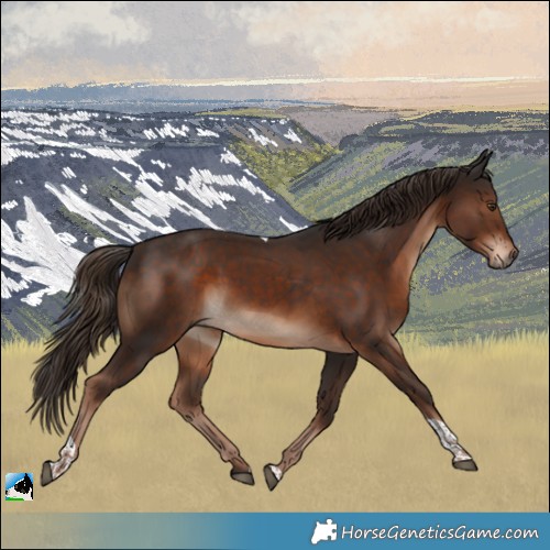 Horse Color:Liver Chestnut Tobiano Rabicano