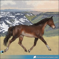 Horse Color:Liver Chestnut Tobiano Rabicano 