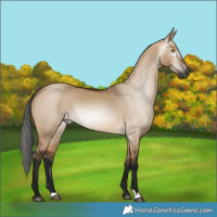 Horse Color:Gray Bay Dun Rabicano