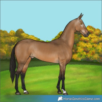 Horse Color:Gray Bay Dun Rabicano 