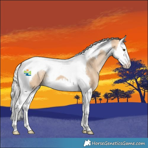 Horse Color:Silver Bay Dun Splash Tobiano 