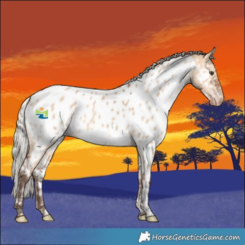 Horse Color:Silver Bay Dun Near Leopard 