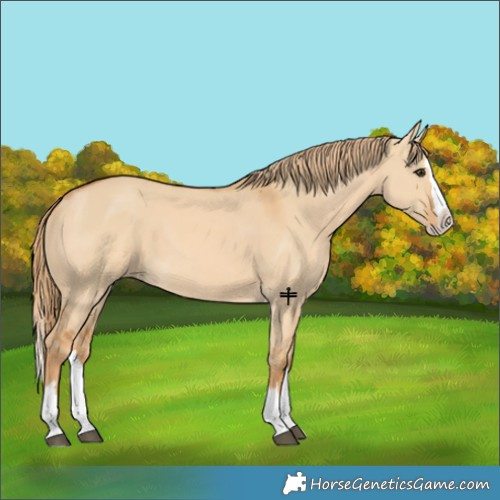 Horse Color:Red Dun Splash 