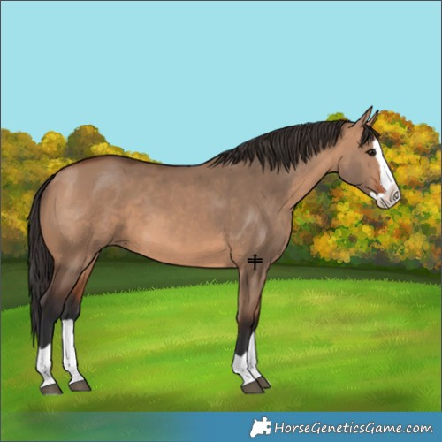 Horse Color:Bay Dun Splash 
