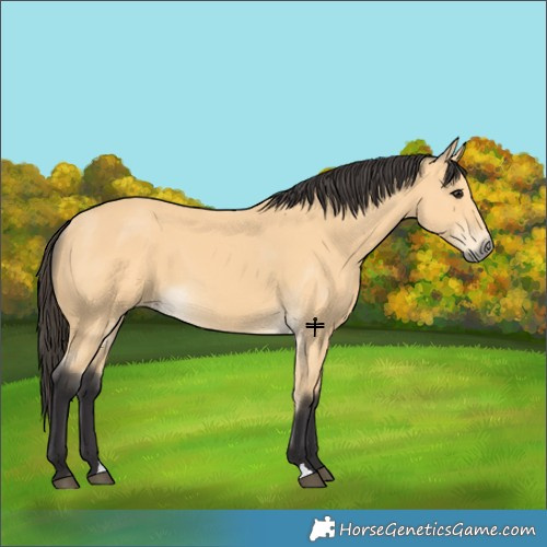 Horse Color:Buckskin 