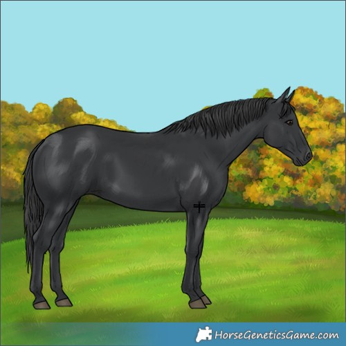 Horse Color:Black 