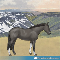 Horse Color:Grullo Tobiano Appaloosa 