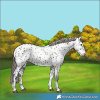 Horse Color:Grullo Tobiano Near Leopard