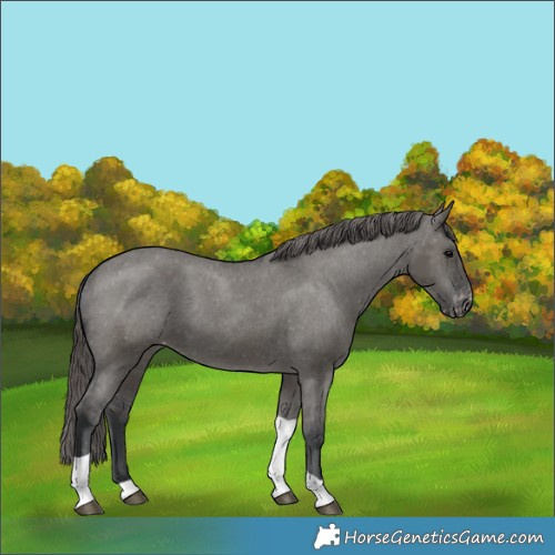 Horse Color:Grullo Tobiano Appaloosa 