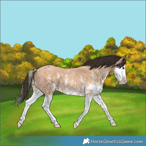 Horse Color:Bay Dun Sabino Splash 